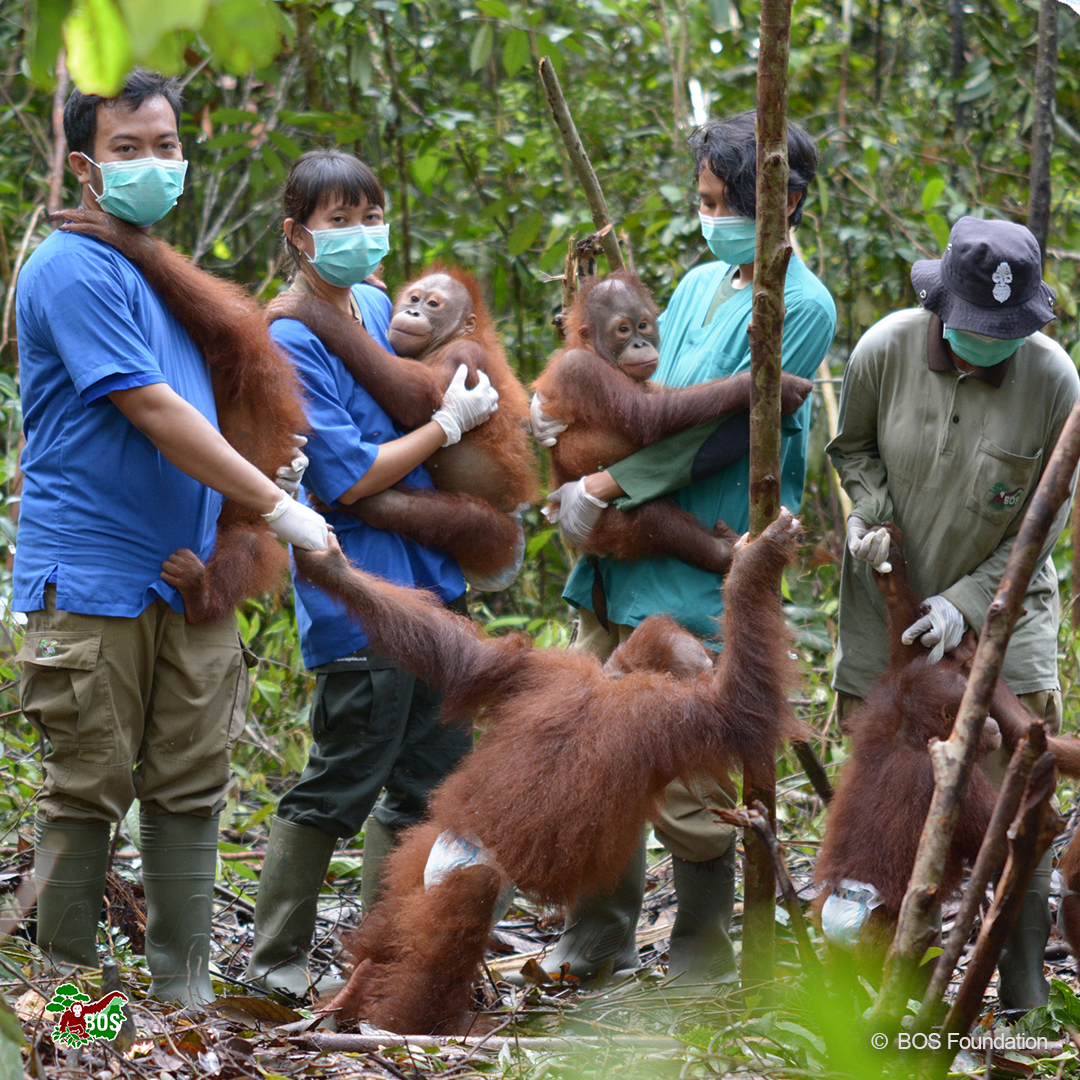 BOS with Orangutans